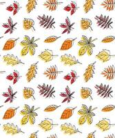 Seamless pattern of different color hand drawn doodle sketch autumn leaves isolated on white vector