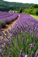 Lavender fields with rolling hills and visitors on a sunny day. photo