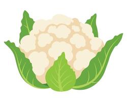 Fresh and Healthy Cauliflower with Green Leaves on a White Background for Vegetables and Cooking vector