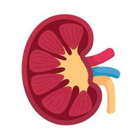 Human kidney structure used for filtering waste in the body vector