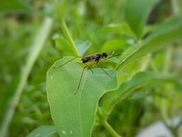 Stilt-Legged Fly on a Leaf. Mimegralla albimana, one of the species of Stilt-legged flies of the Micropezidae family found in Southeast Asia. photo