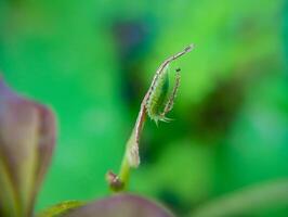 Green Tortoise Beetle Larva Camouflages by Covering Head and Using False Eyes. Green Tortoise Beetle larvae camouflaged on the shoot tips of Sweet Potatoes Ipomea batatas plants. photo