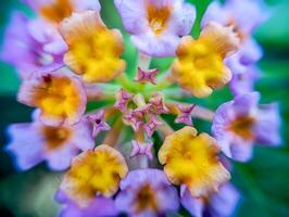 Symphony of Blooming Starlets. A vibrant macro shot of tiny clustered flowers Lantana camara forming a mesmerizing star-shaped pattern. photo