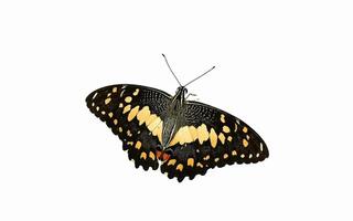 citrus swallowtail butterfly color is black and yellow. citrus swallowtail butterfly from papilionidae family. citrus swallowtail butterfly isolated on white background photo