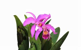 cattleya flower from orchidaceae family. cattleya have purple color flower. cattleya flower growth in the summer. cattleya bloom in the garden photo