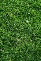 Grass background field photo