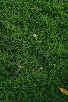 Grass field background photo