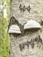 Tinder Fungus Growing on Tree Trunk in Forest. Made with a smartphone photo