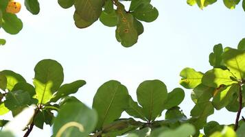 Leaves on the branches, again sky, nature green, Background photo