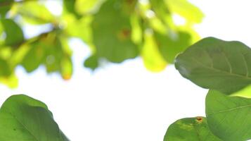 Leaves on the branches, again white sky, nature green Background photo