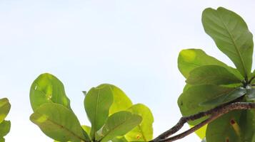 Leaves on the branches again clear sky, nature green Background photo