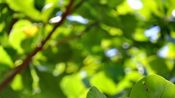 Leaves and branches again sky, nature green Background photo