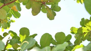 Leaves on the branches, and again white sky, nature green Background photo