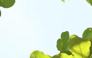 Bright Leaves, on the branches again sky, nature green Background photo