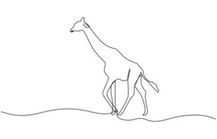 Continuous single line sketch drawing of wild giraffe, Continuous one line drawing of Giraffe with white background. vector