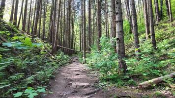 Narrow dirt path winding through dense pine forest with fallen trees and green ferns under soft daylight video
