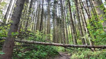 Tall straight pine trees in dense forest with fallen log in foreground and sunlight filtering through high canopy video