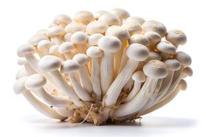 Fresh, Close-up of a Cluster of White Mushrooms photo