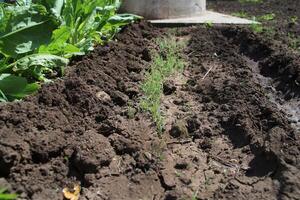 Small dill on the surface of the ground photo