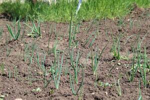 Fresh harvest of young onions photo