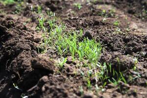 Sprouted dill seeds have come to the surface photo