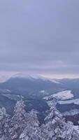 Aerial view of A serene winter scene showcasing a snow-covered forest with tall evergreen trees, vertical footage video
