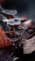 Macro View of Mushrooms Growing Among Decaying Leaves Highlighting Natural Recycling and Time photo