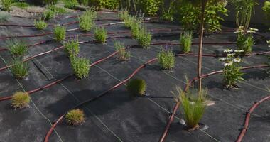A garden with plants growing on a black tarp video