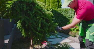 A man in a red shirt and green pants is trimming a tree video
