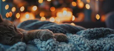 Cozy Cat Paws Resting on Wool Blanket with Warm Festive Lights in Background photo