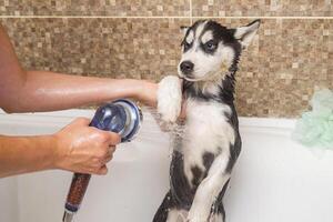 Bathing a husky puppy. The dog takes a shower with soap and water photo