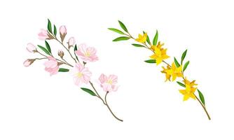 Spring blooming tree and shrub branches set. Forsythia and cherry tree twigs illustration vector