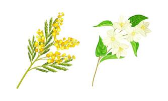 Spring blooming tree branches set. Mimosa and apple tree twigs illustration vector