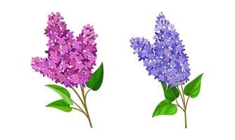Spring blooming tree branches set. Lilac twigs illustration vector