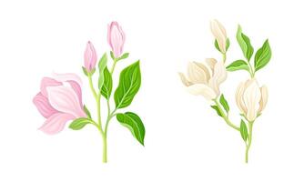 Beautiful blooming tree branches with white and pink flowers set illustration vector