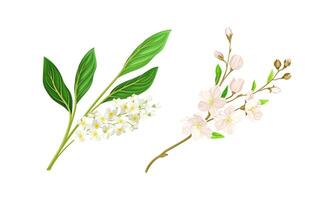 Spring blooming tree branches set. Bird cherry and cherry illustration vector