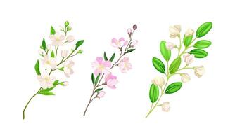 Spring blooming tree and shrub branches with delicate flowers set illustration vector