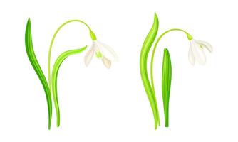 Spring white snowdrops set. Beautiful fragile blooming flower, spring symbol illustration vector