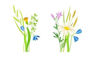 Set of summer blooming wildflowers set. Beautiful bouquets of meadow flowers illustration vector