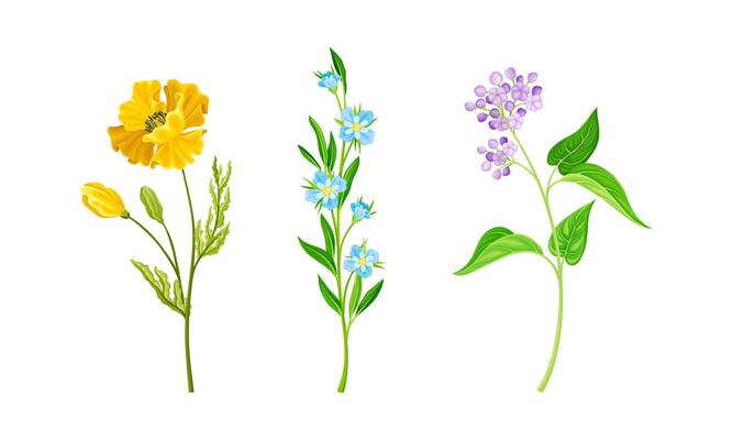 Set of blooming meadow or garden flowers set illustration on white background