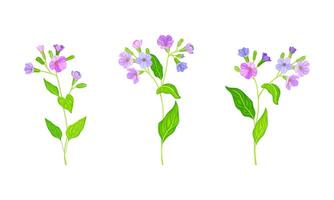 Phlox flowers set. Summer delicate garden flower illustration vector