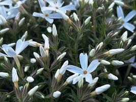 Creeping Phlox flowers and buds emerging in a spring garden setting photo