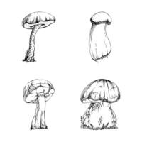 Bolete cep mushroom fungus, autumn forest harvest, edible raw ingredient for vegan cooking. Single element hand drawn in ink. Identification cards, seasonal planner stickers, menu cookbook vector