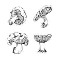Russula webcap gill mushroom fungus, autumn forest harvest, edible raw ingredient for vegan cooking. Single element hand drawn in ink. Foraging logbooks, gardening notebooks, nature posters vector