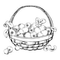 Lingonberry cranberry with leaves in weaved basket, heap of ripe picked forest berry harvest hand drawn in ink. Isolated illustration for home preserves, cafe menu, recipe book, farmers market vector