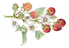 Raspberry berries leaves flowers on thorny spiked branch hand drawn in watercolor. Ripe dewberry mulberry. Isolated botanical illustration. Home preserves cookbook, grocery store, realistic closeup vector