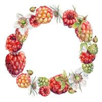 Raspberry flowers berries wreath in dew drops, water splash hand drawn in watercolor. Ripe garden dewberry cloudberry mulberry loganberry. Isolated circle frame. Fresh grocery, preserves recipe book vector