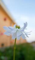 single white flower in front of a building photo