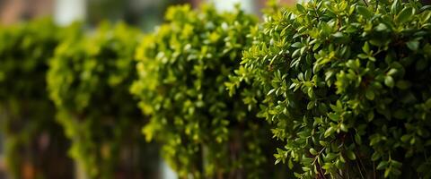 row of green bushes in front of a building photo