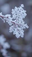 close up of a snow covered branch photo